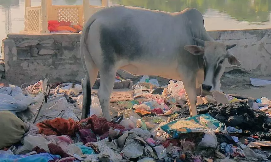 AP: 70 Kg of Plastic and Iron Removed from Cows Body AP: 70 Kg of Plastic and Iron Removed from Cows Body