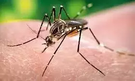 Over 3,000 Dengue Cases Reported in Telangana