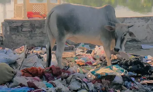 AP: 70 Kg of Plastic and Iron Removed from Cows Body AP: 70 Kg of Plastic and Iron Removed from Cows Body