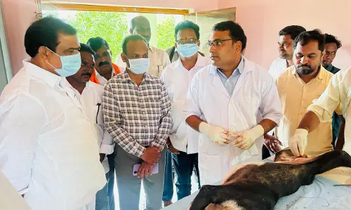 Adilabad civic body begins sterilisation of strays