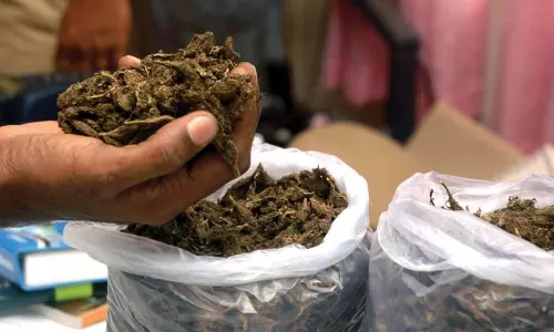 AP police seize 935 kg of ganja, arrested 13