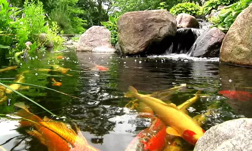 International Fish Pond location being finalised