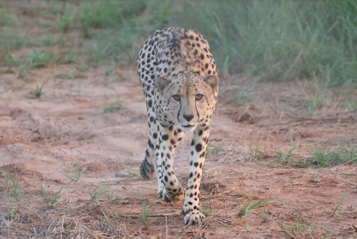MP/Cheetah Pawan, ‘Casanova of Kuno,’ Dies Due to Drowning; Feline Count Now Down to 24 in Kuno MP/Cheetah Pawan, ‘Casanova of Kuno,’ Dies Due to Drowning; Feline Count Now Down to 24 in Kuno