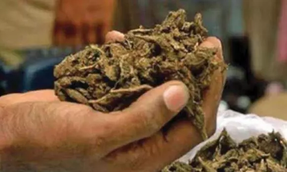 Woman in garb of medico carrying ganja arrested Woman in garb of medico carrying ganja arrested