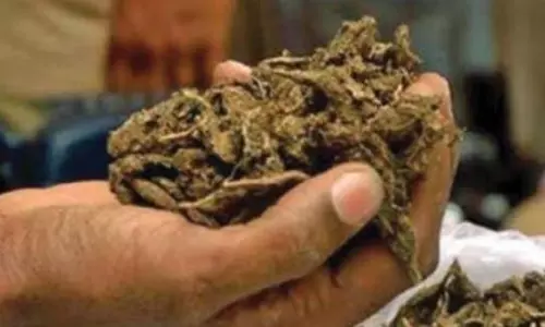 121 Kg Cannabis Seized at Kolkatas Sealdah Station; 8 Held