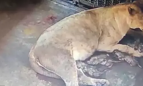 Odisha’s Nandankanan Zoological Park gets 5 new lion cubs