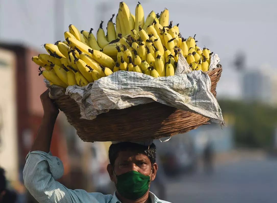 Price Surge in Banana Brings Joy to Farmers Price Surge in Banana Brings Joy to Farmers