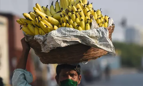 Price Surge in Banana Brings Joy to Farmers