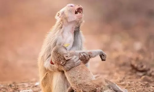 Six Monkeys Found Dead in UP’s Budaun; Poisoning Suspected