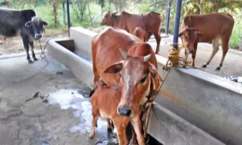 Three Cattle Grazers Rescued from Godavari Flood Waters