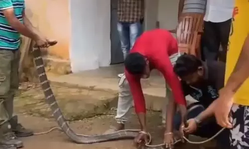 11-ft Long King Cobra Rescued from House in Odisha