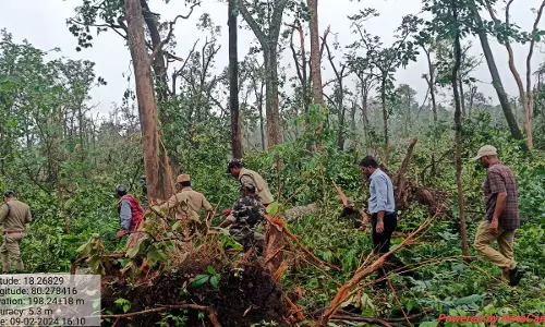 1 lakh trees uprooted in forest region of Mulugu