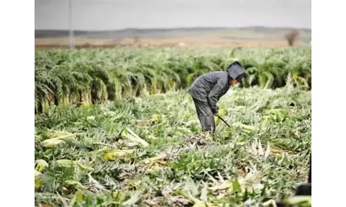 Horticulture crops in 5,228 hectares damaged in NTR district