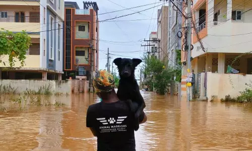 NGOs Rescue 300 Stray Animals Amid Vijayawada Floods