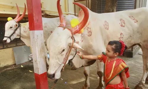 DC Edit | Nip cow vigilantism in the bud DC Edit | Nip cow vigilantism in the bud