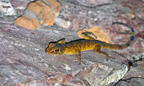 Indian Golden Gecko Sighted in Seshachalam Forest