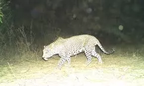 Leopard sighted near human settlement in East Godavari