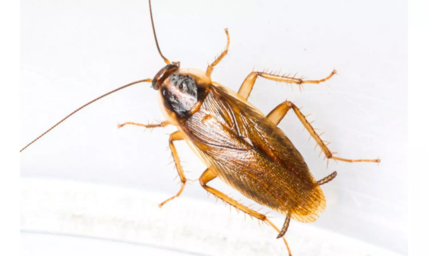 Man Inhales Cockroach in Sleep, Find Out What Happens Next Man Inhales Cockroach in Sleep, Find Out What Happens Next