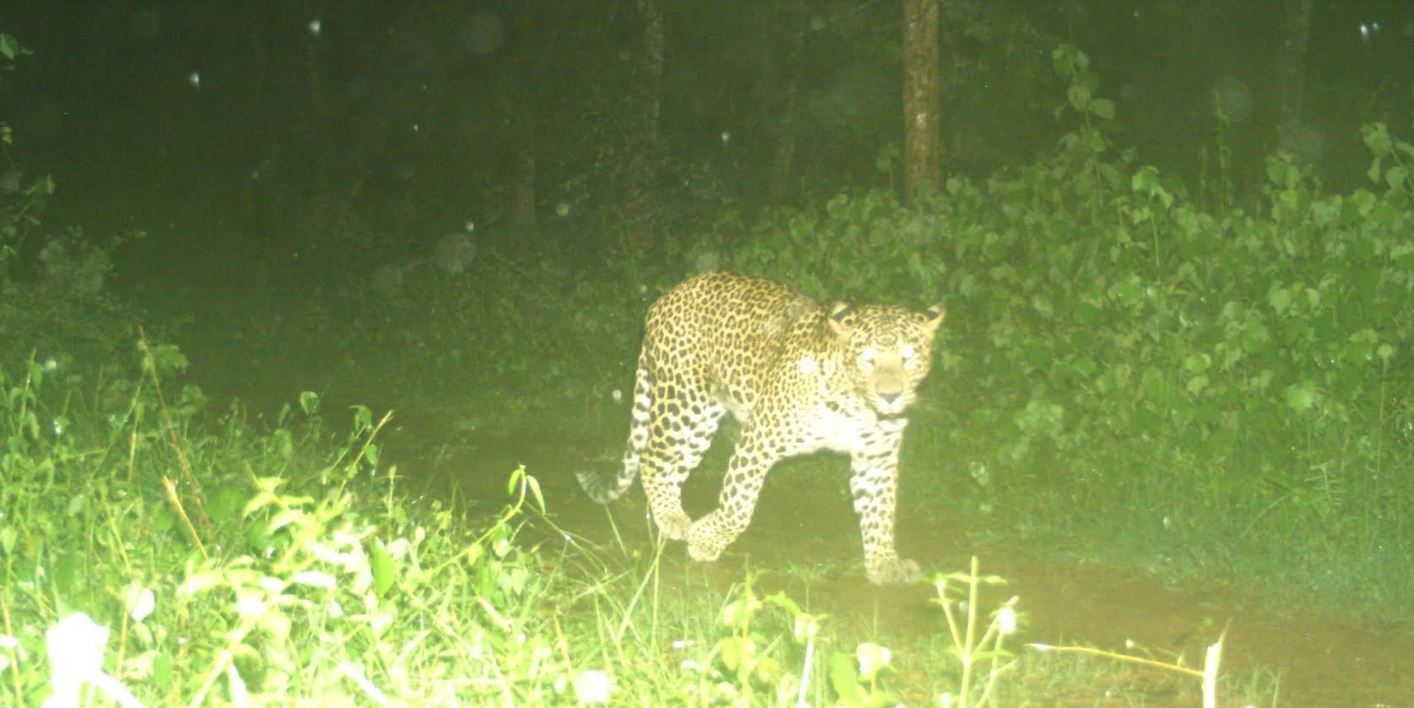 Woman mauled to death by leopard near Bengaluru Woman mauled to death by leopard near Bengaluru
