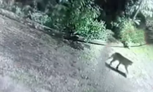 Speeding Vehicle Kills Leopard on NH-44 in Medak