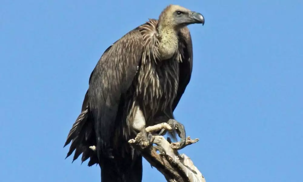 Save Vultures to Save Environment, Say Experts