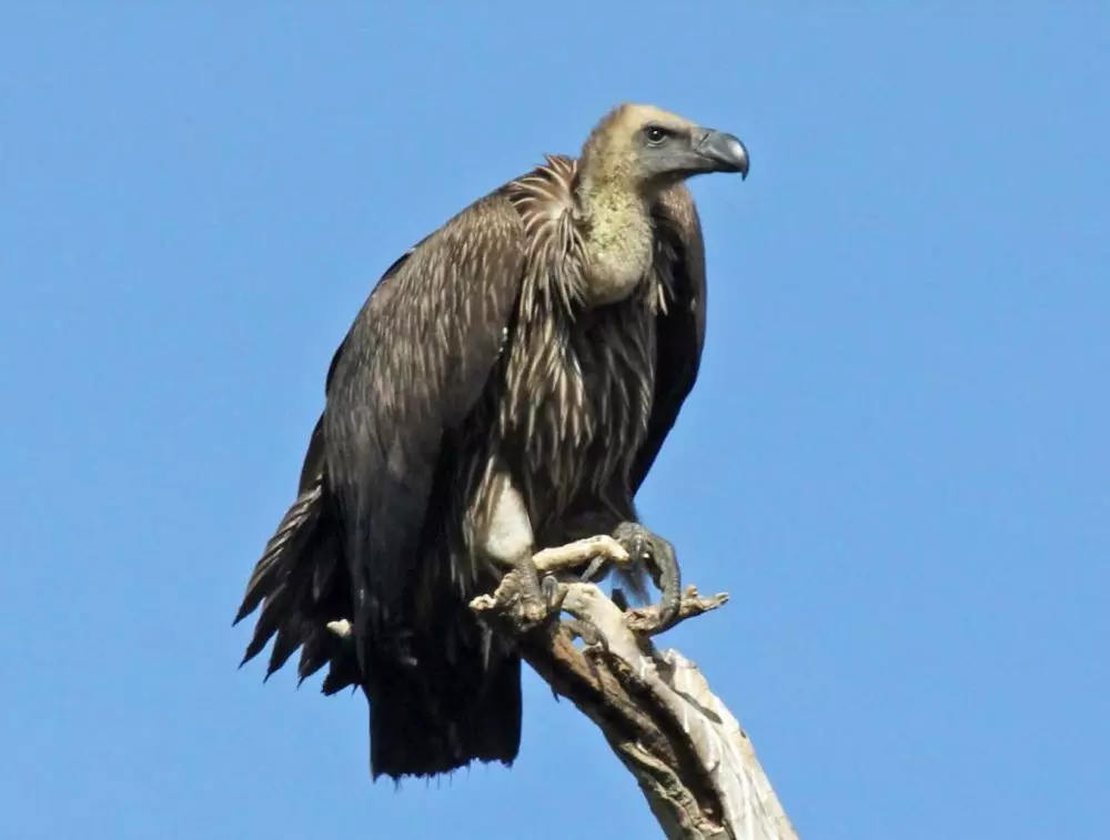 Save Vultures to Save Environment, Say Experts