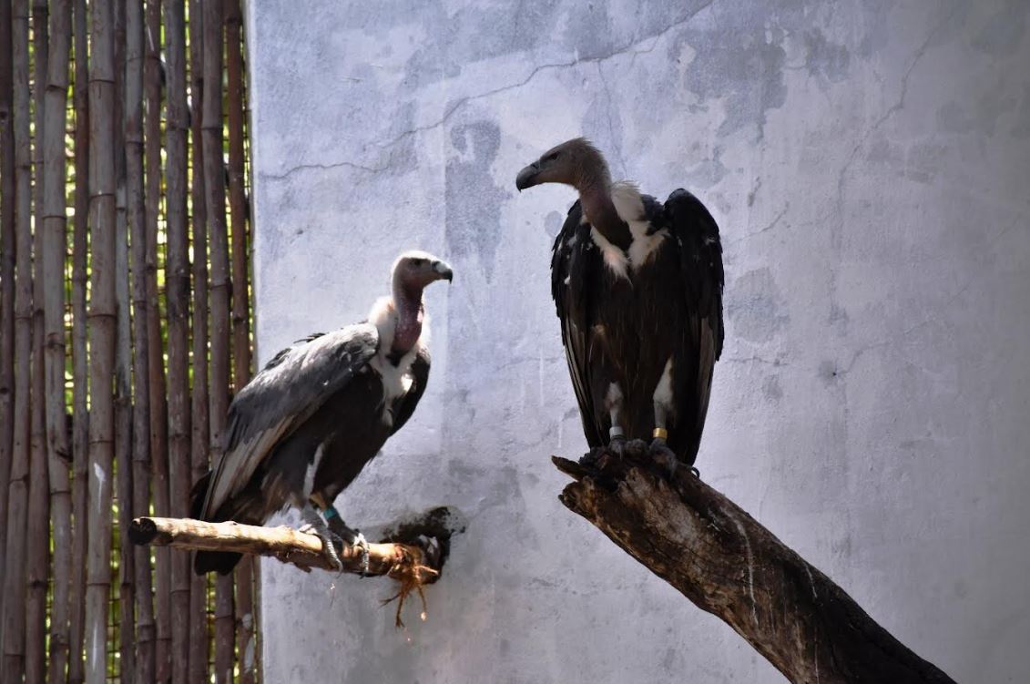 Save Vultures to Save Environment, Say Experts