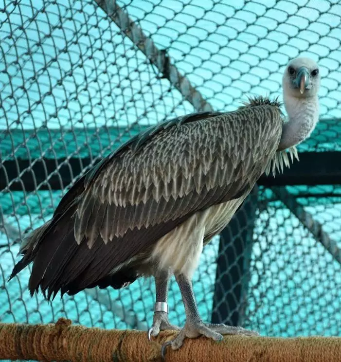 Save Vultures to Save Environment, Say Experts