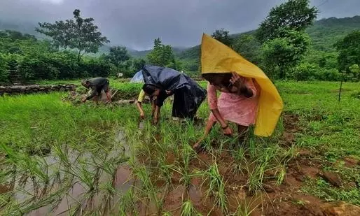 Rythu Sangham urges government aid for rain-affected farmers Rythu Sangham urges government aid for rain-affected farmers