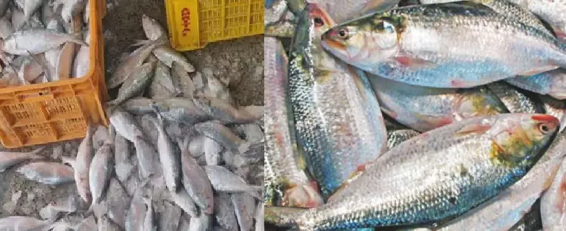 Hilsa Export To India Cleared By Bangladesh Ahead Of Durga Puja