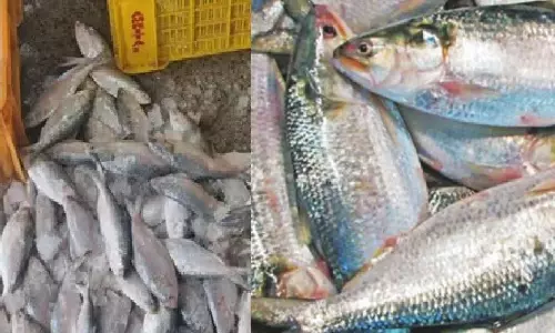 Fishermen in Odisha see bumper Hilsa catch after recent low-pressure system
