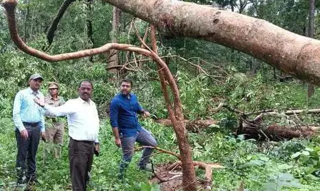 Experts still clueless on forest disaster in Mulugu