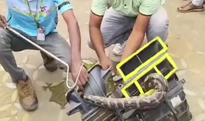 Massive Python Found in Car in Odisha’s Jajpur, Rescued After 5-Hour Operation Massive Python Found in Car in Odisha’s Jajpur, Rescued After 5-Hour Operation