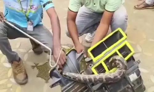 Massive Python Found in Car in Odisha’s Jajpur, Rescued After 5-Hour Operation