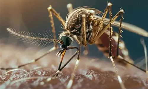 Telangana not reporting notifiable diseases