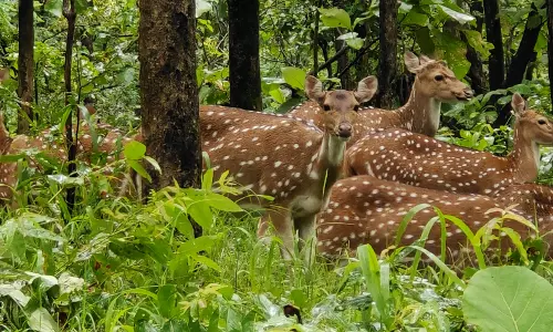 Pench Tiger Reserve Faces Habitat Strain Due to Spotted Deer Overpopulation Pench Tiger Reserve Faces Habitat Strain Due to Spotted Deer Overpopulation