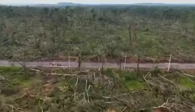 Mulugu forest tree fall: workshop on Sept 24 to dig out reasons Mulugu forest tree fall: workshop on Sept 24 to dig out reasons
