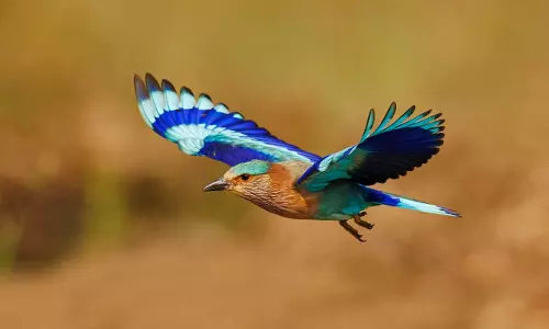 The Indian Roller Call To Save Pala Pitta, the Cultural Icon, From Extinction