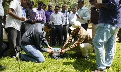 Fitting stray dogs with microchips begins in Bengaluru