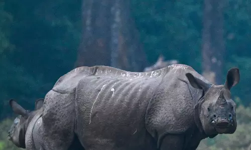 Rhino kills 56-year-old man in Assam