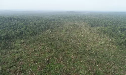 Cyclone Collision Caused Massive Tree Damage in Mulugu