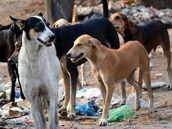 Stray Dog Order Faces Criticism over Cost and Policy