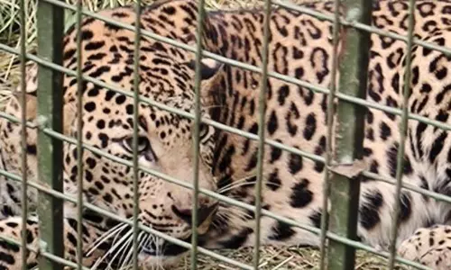 Leopard Spotted in Bengaluru’s Electronic City Captured