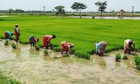 Andhra Pradesh: East Godavari gears up for Kharif paddy procurement