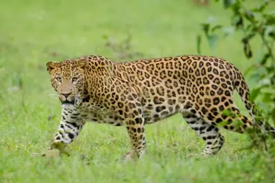 Leopard beaten to death for attacking home-guard jawan in UP Leopard beaten to death for attacking home-guard jawan in UP
