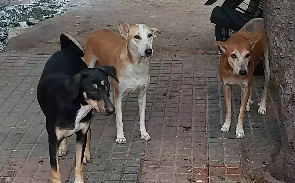 11 children injured in dog bites in Armoor