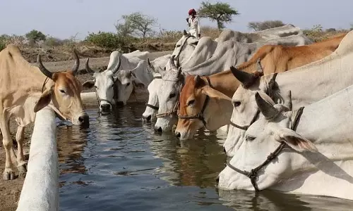 Madhya Pradesh to Launch 21st Animal Census in October or November