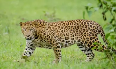 Leopard beaten to death for attacking home-guard jawan in UP