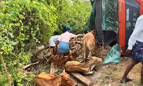 16 Cows Killed As Vehicle Illegally Carrying Them Overturns