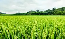 Telangana: Farmers expand crop area amid good rains